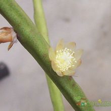 A photo of Rhipsalis floccosa