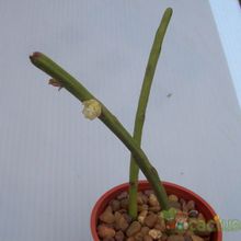 A photo of Rhipsalis floccosa
