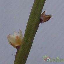 A photo of Rhipsalis floccosa
