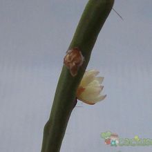 A photo of Rhipsalis floccosa