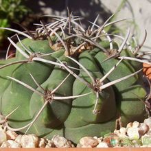 Una foto de Gymnocalycium castellanosii