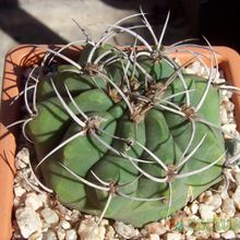 Una foto de Gymnocalycium castellanosii