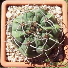 Una foto de Gymnocalycium castellanosii