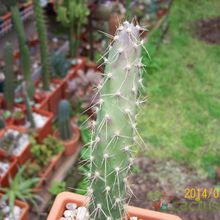 A photo of Opuntia schickendantzii