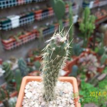 A photo of Opuntia schickendantzii