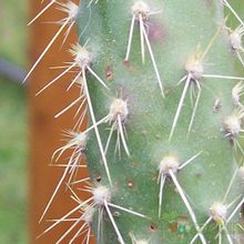 A photo of Opuntia schickendantzii