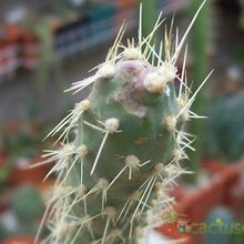 A photo of Opuntia schickendantzii