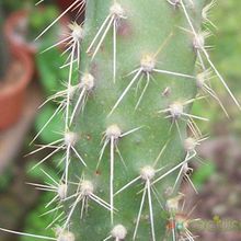 A photo of Opuntia schickendantzii