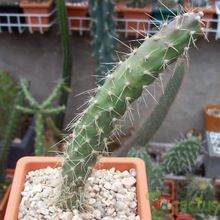 A photo of Opuntia schickendantzii