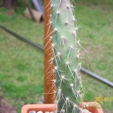 A photo of Opuntia schickendantzii