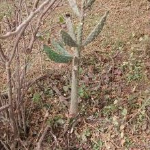 A photo of Opuntia schickendantzii