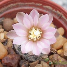 A photo of Gymnocalycium bruchii