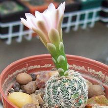A photo of Gymnocalycium bruchii