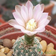 A photo of Gymnocalycium bruchii