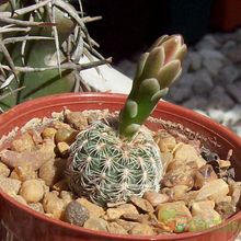 A photo of Gymnocalycium bruchii