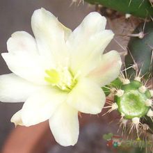 Una foto de Opuntia salmiana