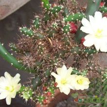 Una foto de Opuntia salmiana