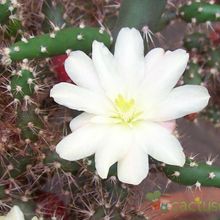 Una foto de Opuntia salmiana