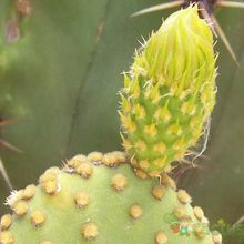 A photo of Opuntia microdasys subsp. microdasys