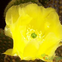 A photo of Opuntia microdasys subsp. microdasys
