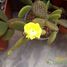 A photo of Opuntia microdasys subsp. microdasys