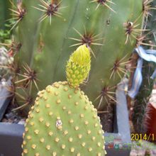 A photo of Opuntia microdasys subsp. microdasys