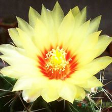 Una foto de Thelocactus setispinus