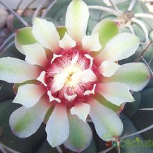 Una foto de Gymnocalycium castellanosii