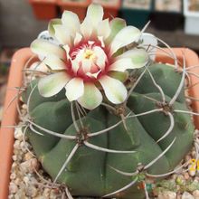Una foto de Gymnocalycium castellanosii