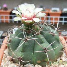 Una foto de Gymnocalycium castellanosii