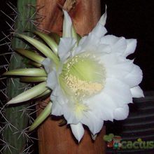 A photo of Harrisia pomanensis