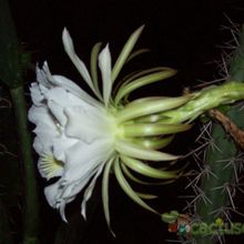 A photo of Harrisia pomanensis
