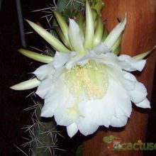 A photo of Harrisia pomanensis