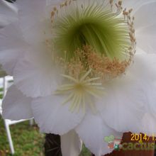 A photo of Harrisia pomanensis