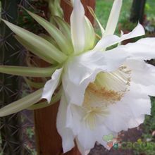 A photo of Harrisia pomanensis