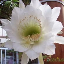 A photo of Harrisia pomanensis