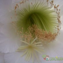 A photo of Harrisia pomanensis