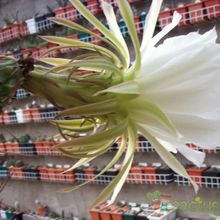 A photo of Harrisia pomanensis