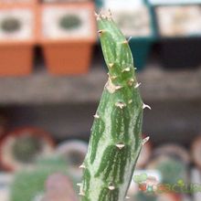 A photo of Kleinia gregorii