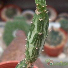 A photo of Kleinia gregorii