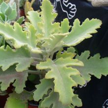 A photo of Kalanchoe beharensis