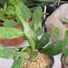 A photo of Brasiliopuntia brasiliensis