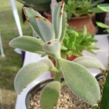 A photo of Kalanchoe tomentosa