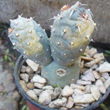 A photo of Tephrocactus articulatus var. oligocanthus
