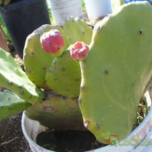 A photo of Opuntia undulata