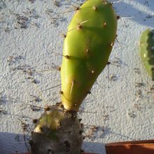 Una foto de Opuntia elata