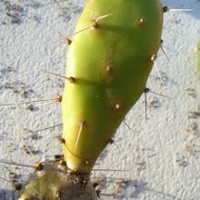 Una foto de Opuntia elata