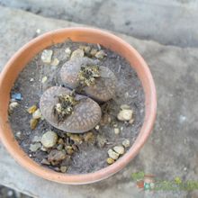 A photo of Lithops aucampiae ssp. euniceae var. euniceae