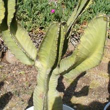 A photo of Euphorbia candelabrum
