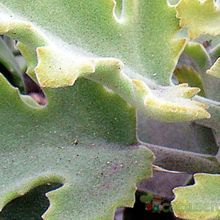 A photo of Kalanchoe beharensis